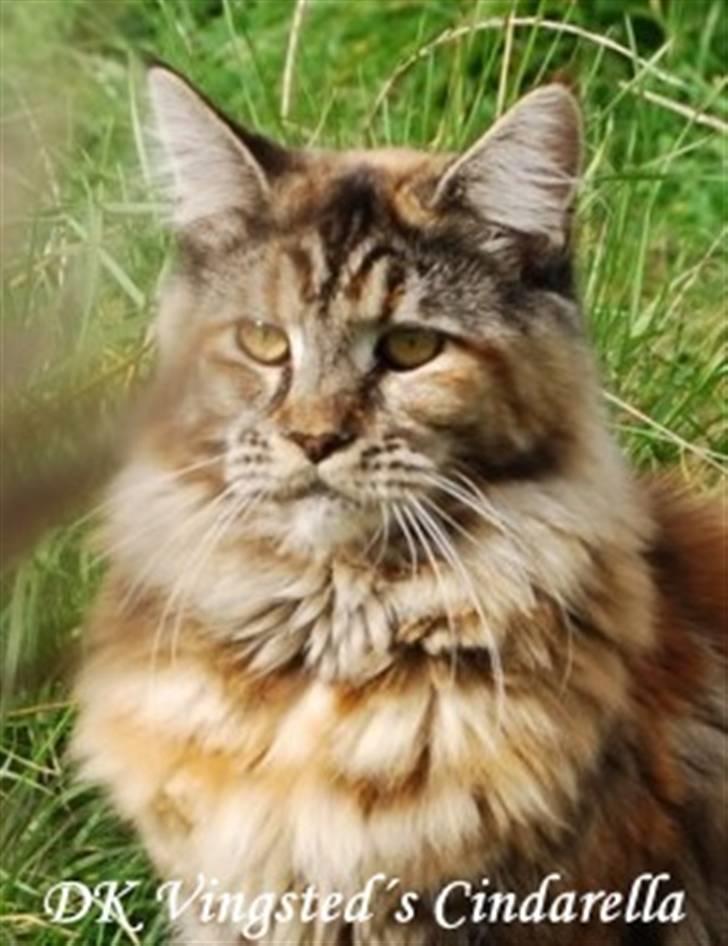 Maine Coon DK Vingsted´s Cindarella billede 1