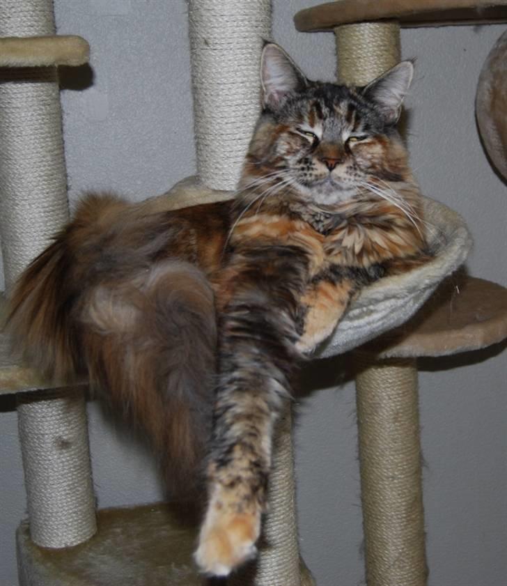 Maine Coon DK Vingsted´s Cindarella billede 2