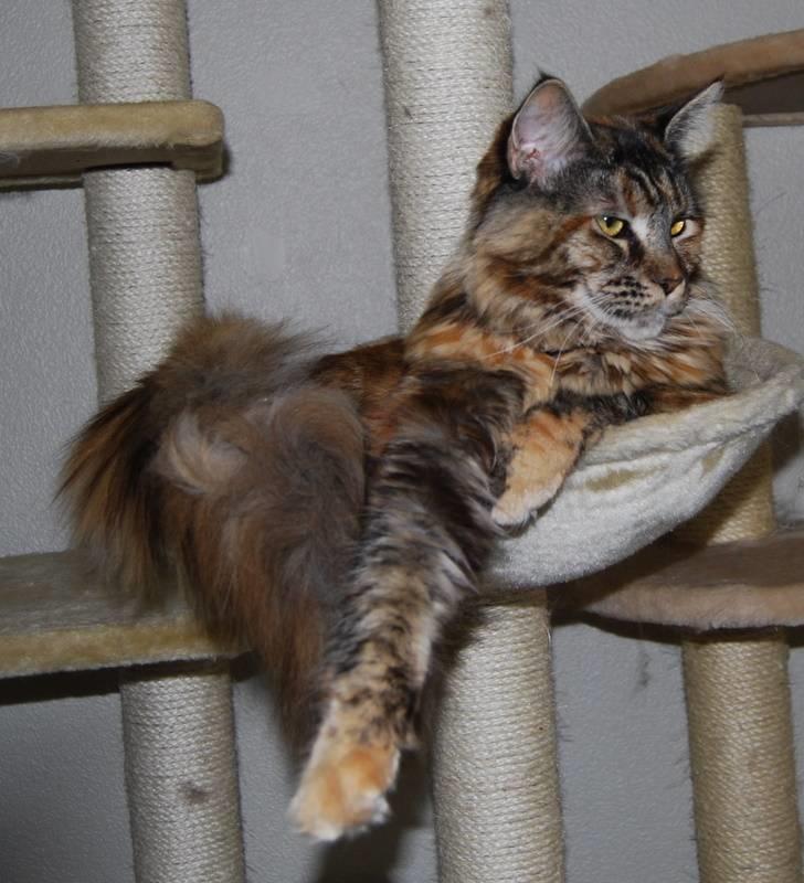 Maine Coon DK Vingsted´s Cindarella billede 3