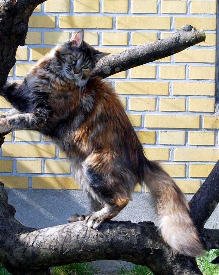 Maine Coon DK Vingsted´s Cindarella billede 5