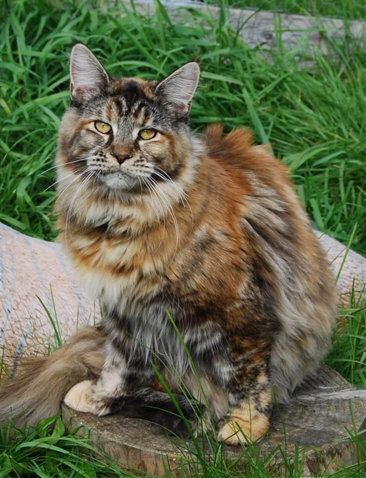 Maine Coon DK Vingsted´s Cindarella billede 6