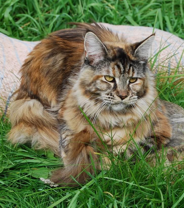 Maine Coon DK Vingsted´s Cindarella billede 7