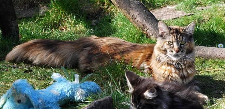 Maine Coon DK Vingsted´s Cindarella billede 8