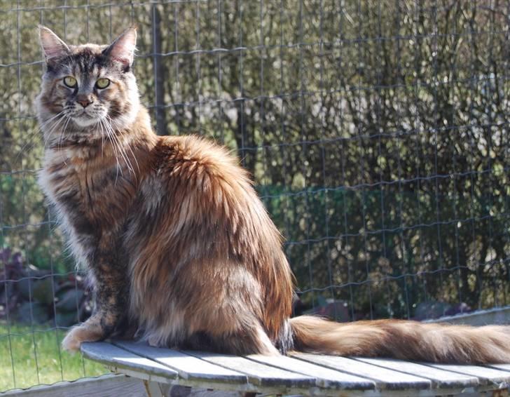 Maine Coon DK Vingsted´s Cindarella billede 9