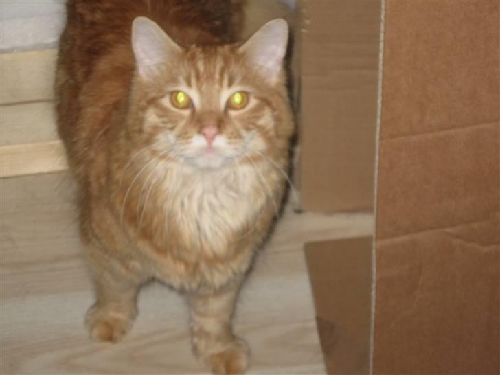 Maine Coon Simba billede 6