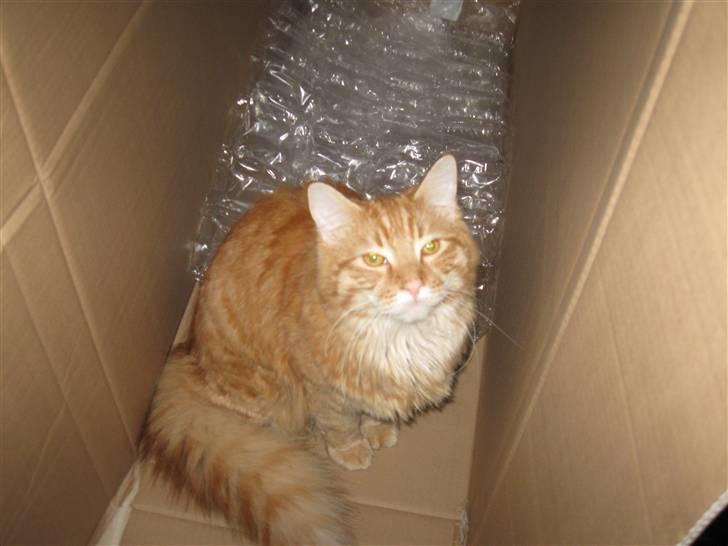 Maine Coon Simba billede 7