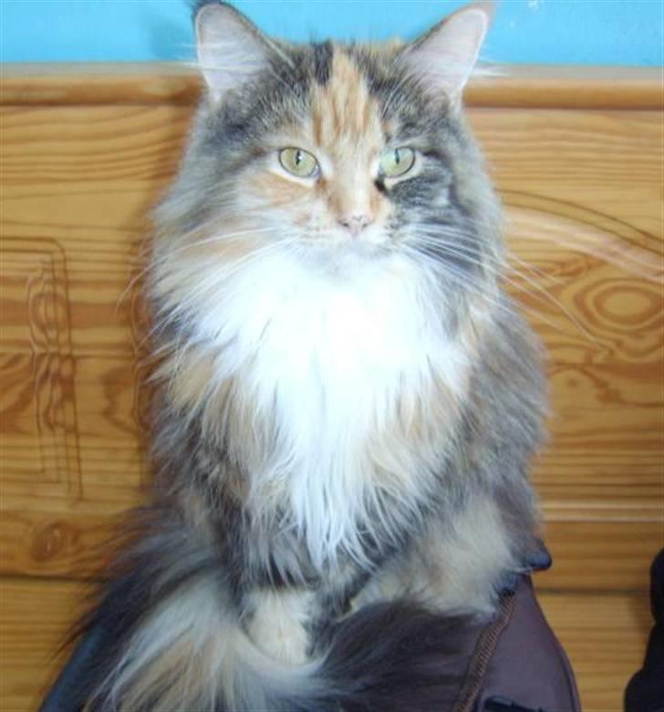 Maine Coon Honey Pie R.I.P mors skat - kan godt sidde pænt og ligne en dronning..... billede 1