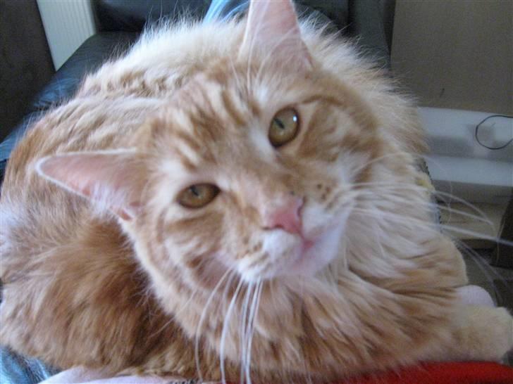 Maine Coon Simba billede 8