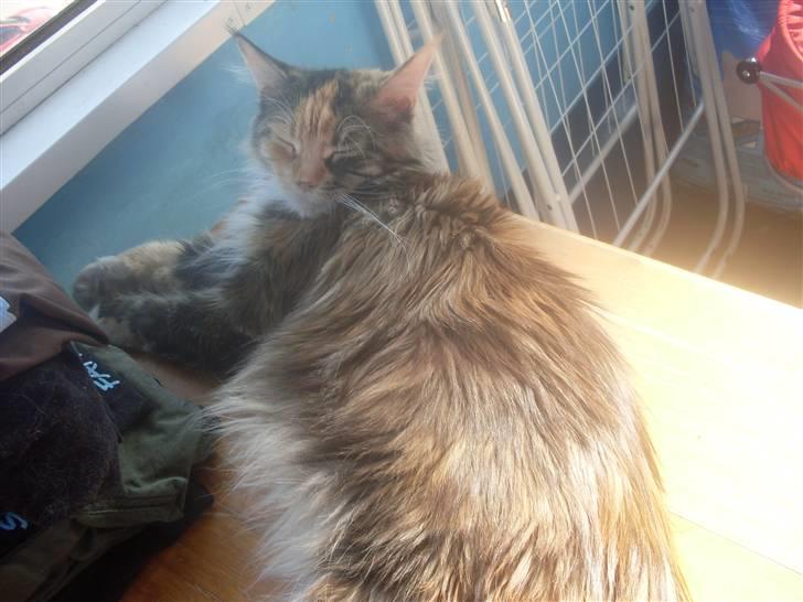 Maine Coon Honey Pie R.I.P mors skat billede 5