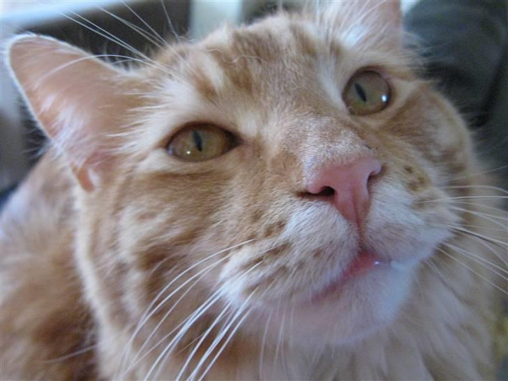 Maine Coon Simba billede 9