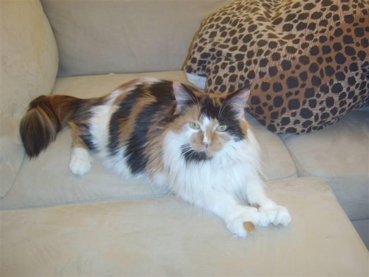 Maine Coon Shakira P R.I.P min skat billede 1