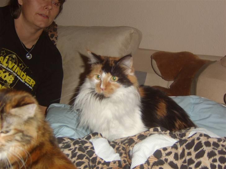 Maine Coon Shakira P R.I.P min skat billede 2