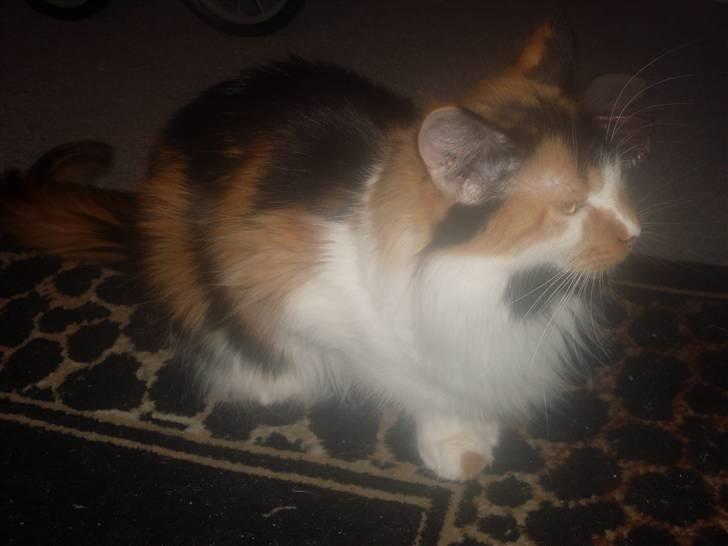 Maine Coon Shakira P R.I.P min skat billede 3