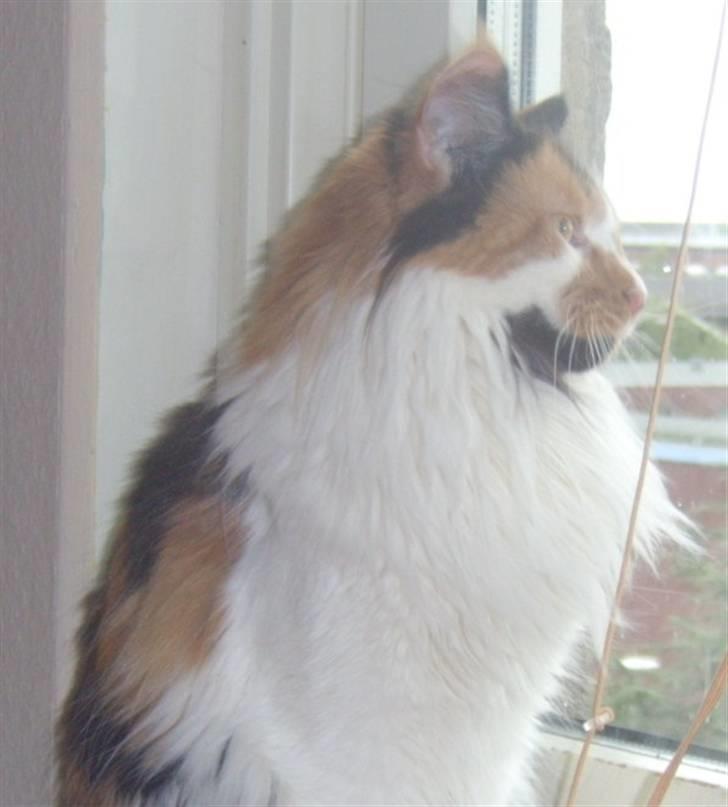 Maine Coon Shakira P R.I.P min skat billede 4