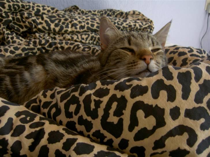 Blanding af racer Bettemis billede 9