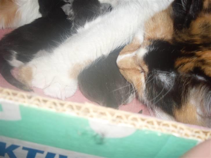 Maine Coon Shakira P R.I.P min skat billede 5