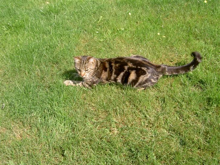 Blanding af racer Bettemis billede 10