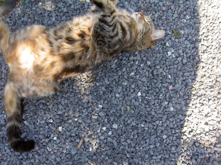 Blanding af racer Bettemis billede 11