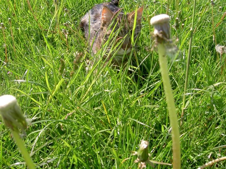 Blanding af racer Bettemis - Gemmer sig i græsset :) billede 12