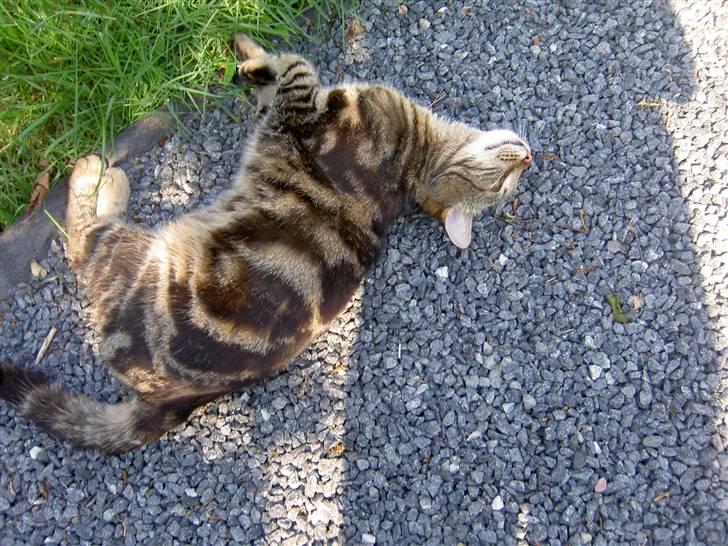 Blanding af racer Bettemis billede 13