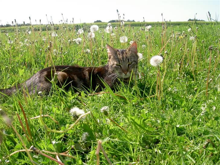 Blanding af racer Bettemis billede 14