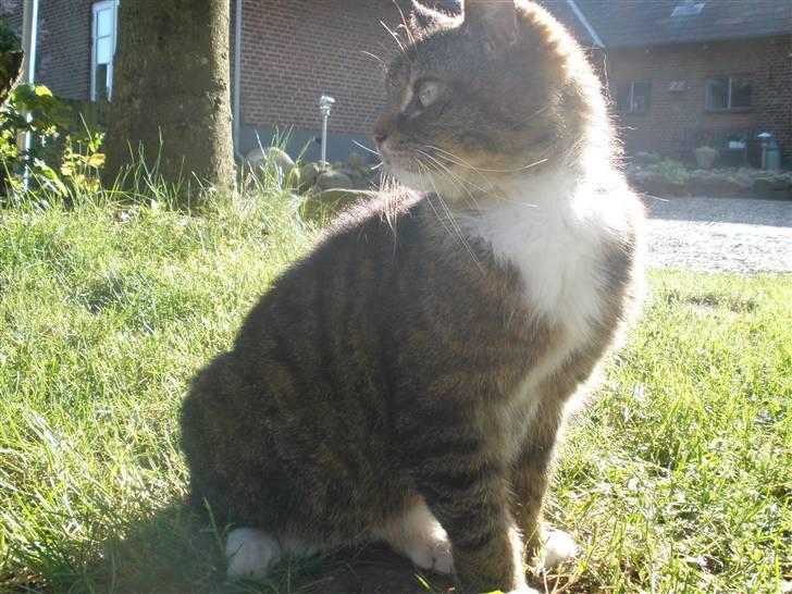 Blanding af racer Mister billede 1