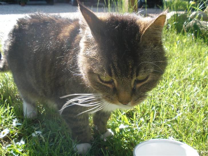 Blanding af racer Mister billede 2