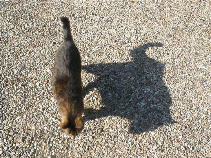 Blanding af racer Mister billede 3