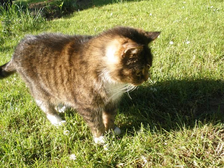 Blanding af racer Mister billede 4