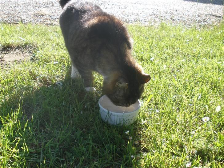 Blanding af racer Mister billede 5