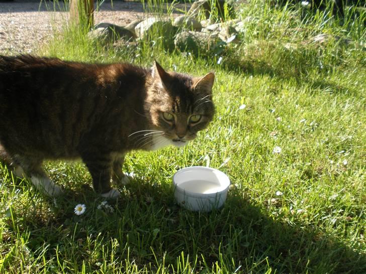 Blanding af racer Mister billede 6