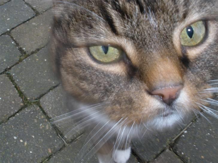 Blanding af racer Mister billede 7