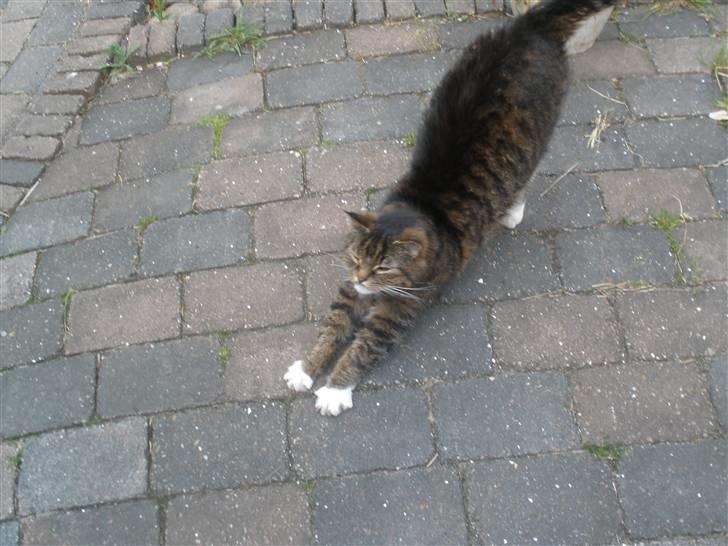 Blanding af racer Mister billede 8