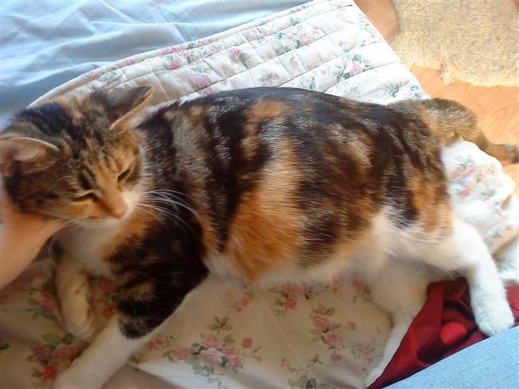 Huskat Rav  - her er et billede et par dage før hun får sine killinger  billede 1