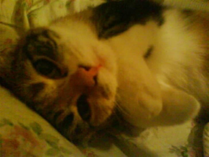 Huskat Rav  billede 2