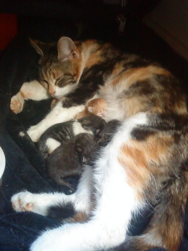 Huskat Rav  - og her er de så alle 4 ;P billede 3