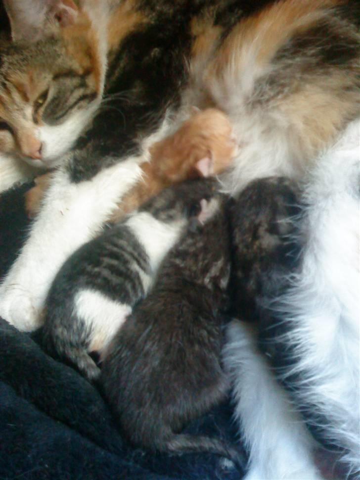 Huskat Rav  billede 4