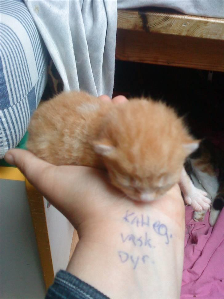 Huskat Rav  - her er de 1 uge gamle ;) billede 5