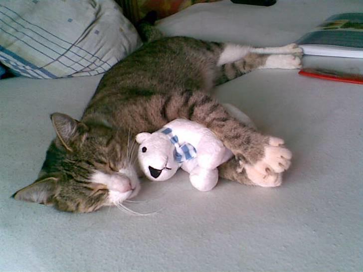 Huskat bølle billede 14