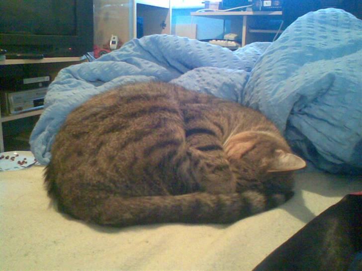 Huskat bølle billede 15