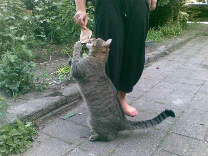 Huskat Chilla RIP - Giv mig så min mad!  billede 13