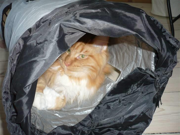 Maine Coon Micharlo`s Windsurfer billede 1