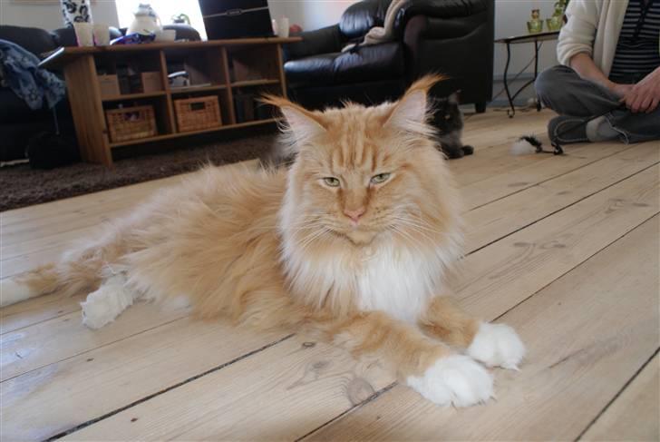 Maine Coon Micharlo`s Windsurfer billede 2