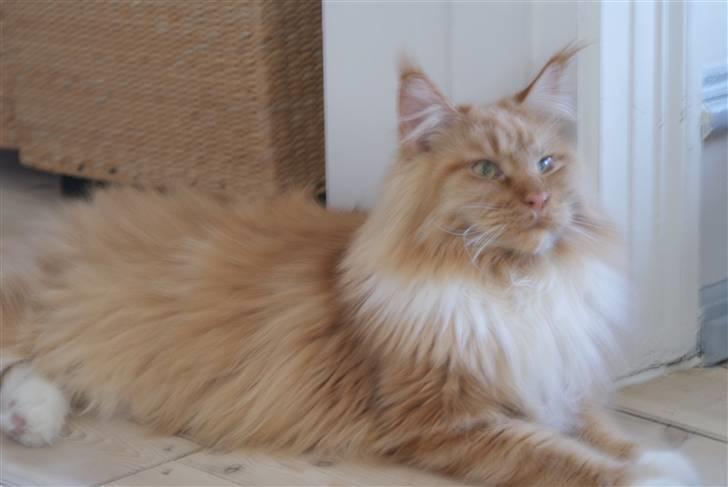 Maine Coon Micharlo`s Windsurfer billede 3