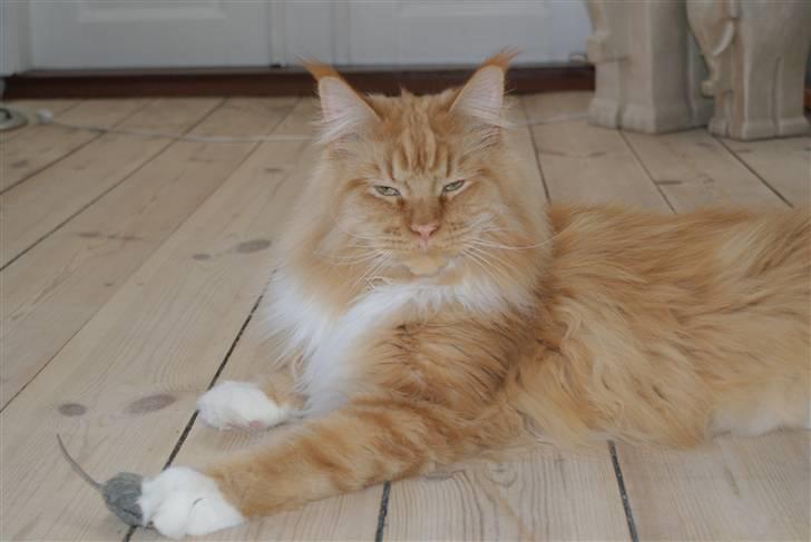 Maine Coon Micharlo`s Windsurfer billede 4
