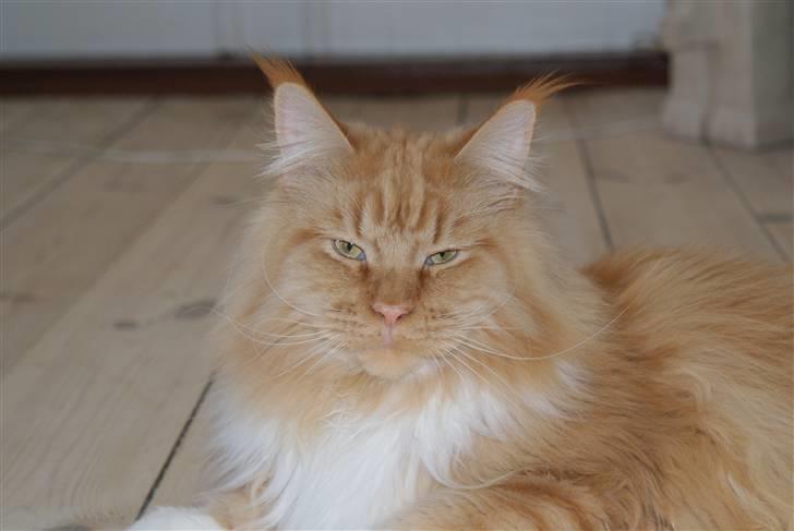 Maine Coon Micharlo`s Windsurfer billede 5