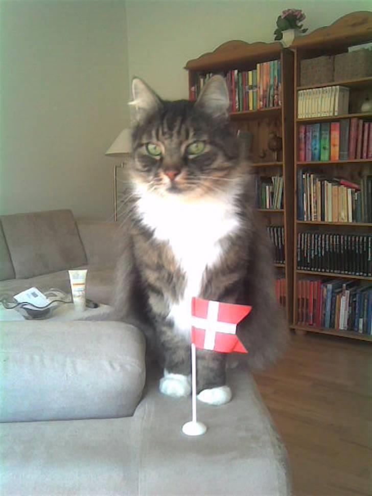 Norsk Skovkat Lille John *DØD* billede 1