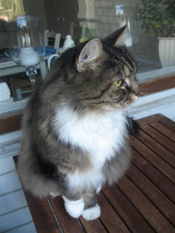 Norsk Skovkat Lille John *DØD* billede 2