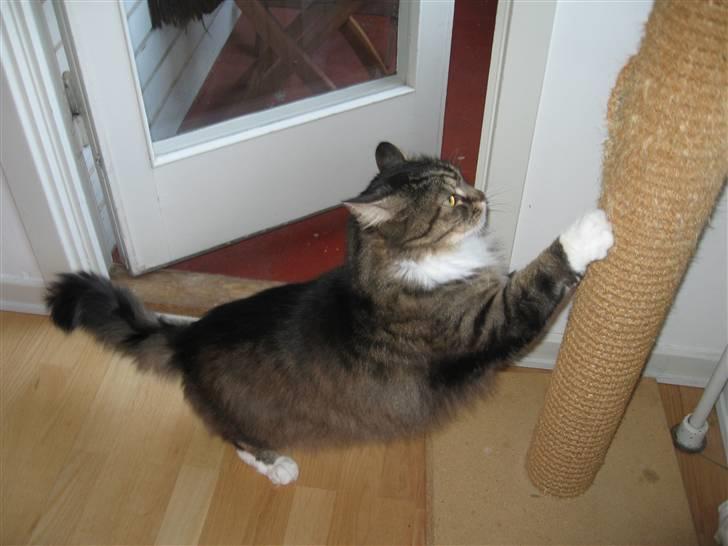 Norsk Skovkat Lille John *DØD* billede 3
