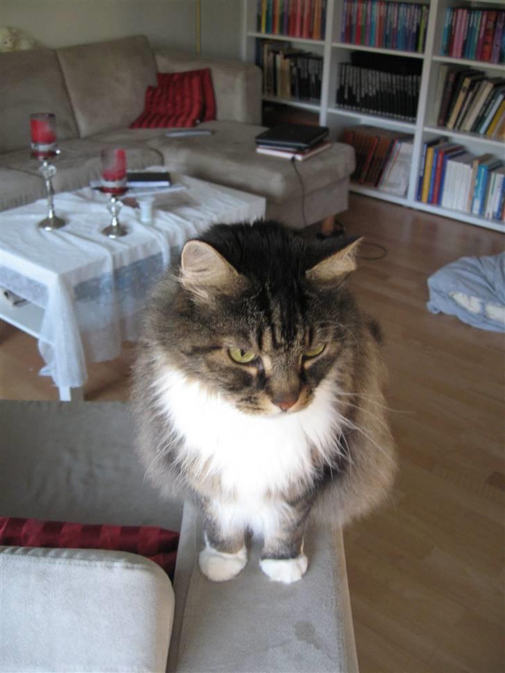 Norsk Skovkat Lille John *DØD* billede 4